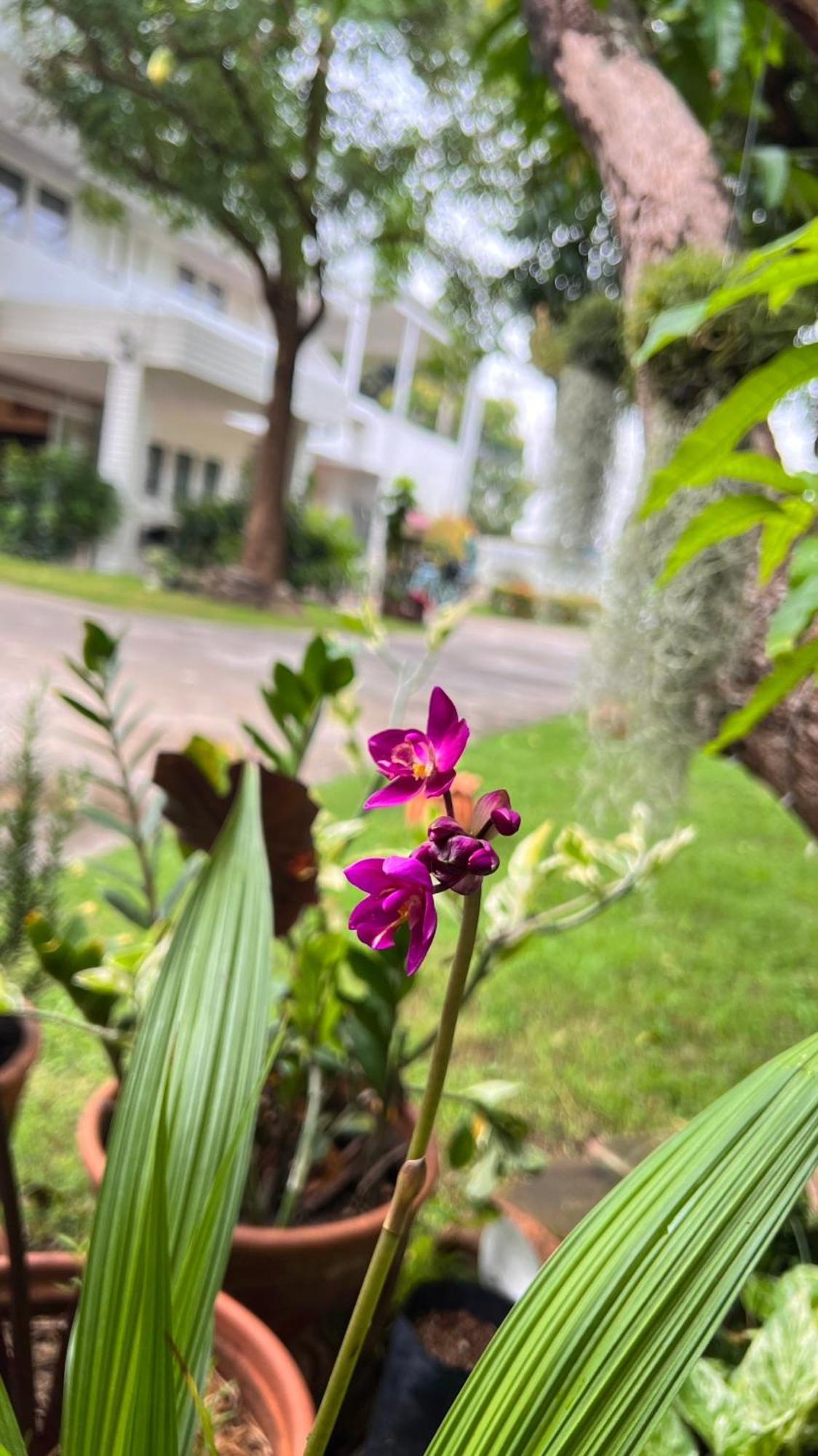 Udee Cozy Hotel Chiang Mai Exterior photo